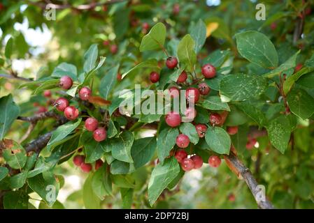 Branche de Malus baccata avec pommes de crabe rouge Banque D'Images