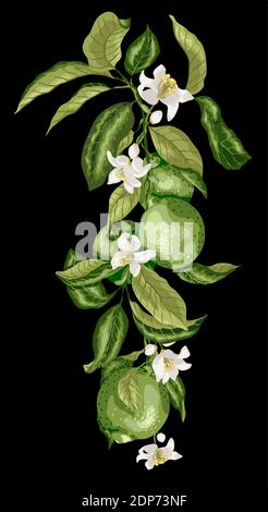 Ligne verticale de branche de citron vert avec fruits, feuilles et fleurs sur fond noir dans le dessin graphique Illustration de Vecteur
