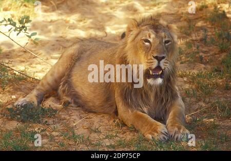 Lion asiatique, Panthera leo leo leo, reposez-vous à l'ombre Banque D'Images