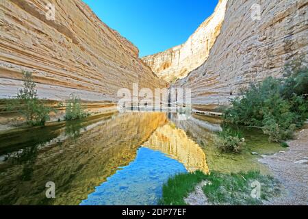 Canyon d'Ein Avdat - réflexion, Negev, Israël Banque D'Images