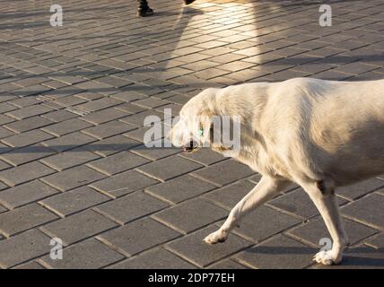 Un adorable chien errant dans les rues Banque D'Images