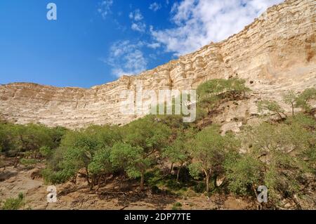 Canyon d'Ein Avdat , arbres à Aspen, Israël Banque D'Images