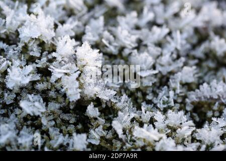 Givre ou givre sur le sol recouvrant la mousse de Spagnum avec des cristaux de glace le jour froid de décembre en Finlande. Banque D'Images