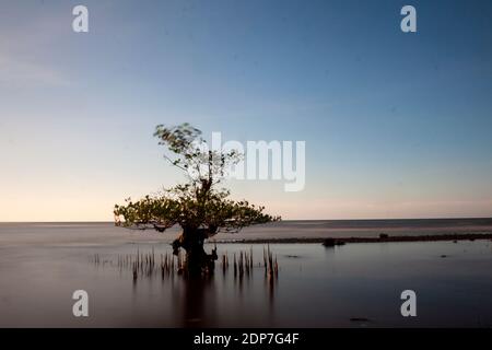 Vers le crépuscule dans la forêt de mangroves, plage de Pecaron, quartier de Situbondo. Banque D'Images