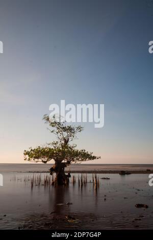 Vers le crépuscule dans la forêt de mangroves, plage de Pecaron, quartier de Situbondo. Banque D'Images