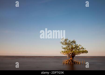 Vers le crépuscule dans la forêt de mangroves, plage de Pecaron, quartier de Situbondo. Banque D'Images