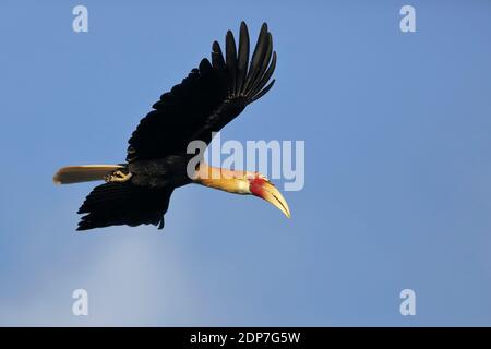 Blyth's Hornbill (Rhyticeros plicatus) oiseau seul mâle en vol, près de Honiara, Guadalcanal, Îles Salomon avril 2013 Banque D'Images