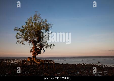 Vers le crépuscule dans la forêt de mangroves, plage de Pecaron, quartier de Situbondo. Banque D'Images