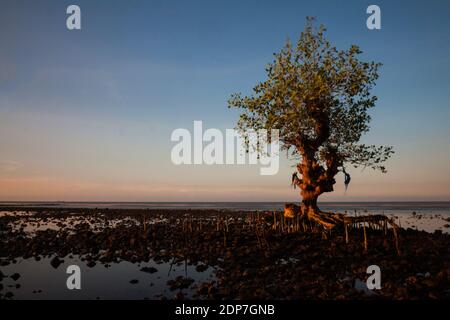 Vers le crépuscule dans la forêt de mangroves, plage de Pecaron, quartier de Situbondo. Banque D'Images