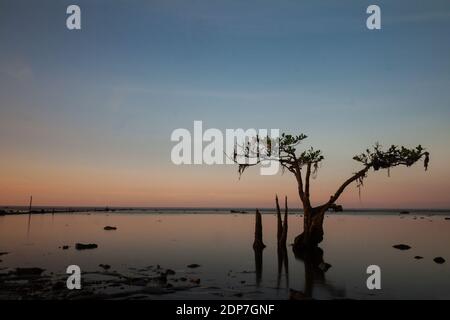 Vers le crépuscule dans la forêt de mangroves, plage de Pecaron, quartier de Situbondo. Banque D'Images