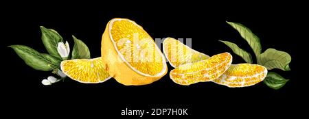 Décoration de fruits en forme d'horisontal avec demi-fruits orange, feuilles, fleurs et sllices réalisées dans un dessin vectoriel réaliste sur le dos noir Illustration de Vecteur