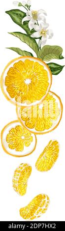 Décoration verticale de fruits avec demi-fruits orange, feuilles, fleurs et sllices réalisées dans un dessin vectoriel réaliste sur fond blanc Illustration de Vecteur