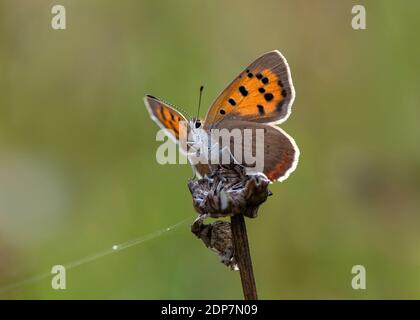 Petite alimentation en cuivre, Dumfries, Dumfries et Galloway, Écosse S W Banque D'Images