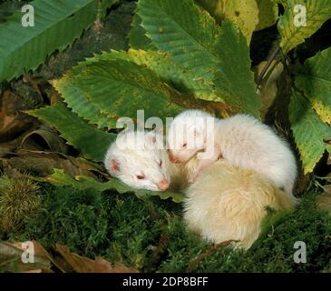 Mustela putorius furo, furets, mère de jeunes dormir Banque D'Images