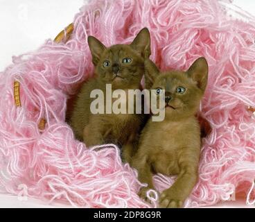 Zibeline birman chat domestique, Kitten debout en laine Banque D'Images