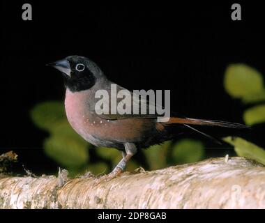 Vinaceous Pinsons ou Black-Faced Lagonosticta vinacea, pinsons, Banque D'Images