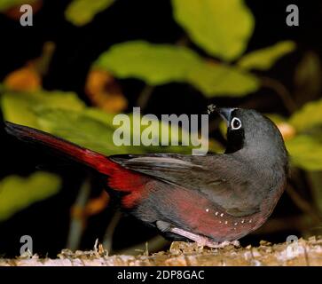 Vinaceous Pinsons ou Black-Faced Lagonosticta vinacea, pinsons, Banque D'Images