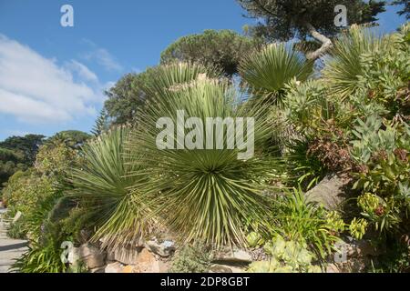 Feuillage permanent d'un succulent Grand Spoon du désert ou d'un vert Plante de Sotol (Dasylirion acrotichum) Culture dans un jardin tropical sur l'île de Tresco Banque D'Images