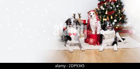 Bannière trois chiens célébrant les fêtes sous l'arbre de noël, portant un noeud papillon, un texte, un ruban et une boîte. Banque D'Images