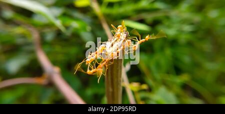 Équipe de Red Ant Bridge Unity. Gros plan Macro of Ant faisant un pont d'unité sur la plante avec fond vert de forêt de la nature. ANT action debout. Banque D'Images