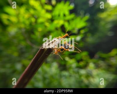 Équipe de Red Ant Bridge Unity. Gros plan Macro of Ant faisant un pont d'unité sur la plante avec fond vert de forêt de la nature. ANT action debout. Banque D'Images