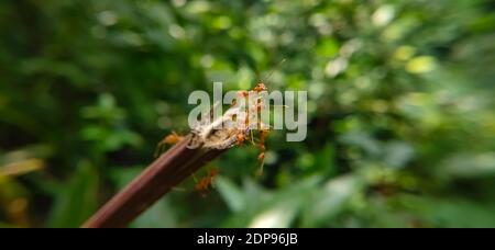 Équipe de Red Ant Bridge Unity. Gros plan Macro of Ant faisant un pont d'unité sur la plante avec fond vert de forêt de la nature. ANT action debout. Banque D'Images