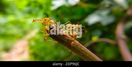 Équipe de Red Ant Bridge Unity. Gros plan Macro of Ant faisant un pont d'unité sur la plante avec fond vert de forêt de la nature. ANT action debout. Banque D'Images