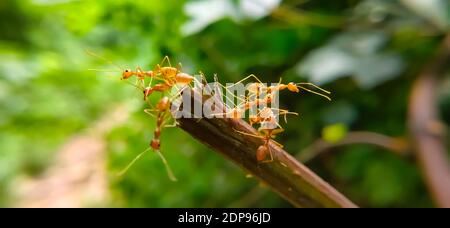 Équipe de Red Ant Bridge Unity. Gros plan Macro of Ant faisant un pont d'unité sur la plante avec fond vert de forêt de la nature. ANT action debout. Banque D'Images