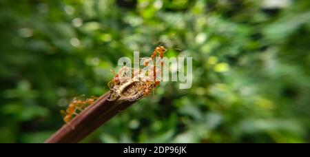 Équipe de Red Ant Bridge Unity. Gros plan Macro of Ant faisant un pont d'unité sur la plante avec fond vert de forêt de la nature. ANT action debout. Banque D'Images