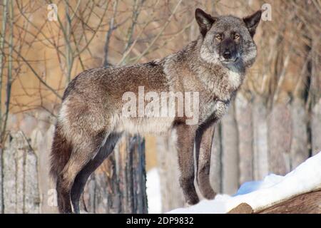 Le loup noir canadien est à la recherche de sa proie. Animaux sauvages. Banque D'Images