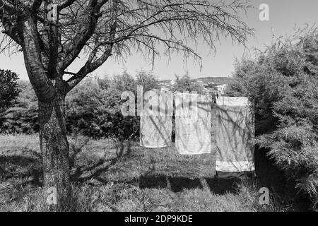 Une photo en niveaux de gris de vêtements suspendus sur une corde à linge outdoo Banque D'Images