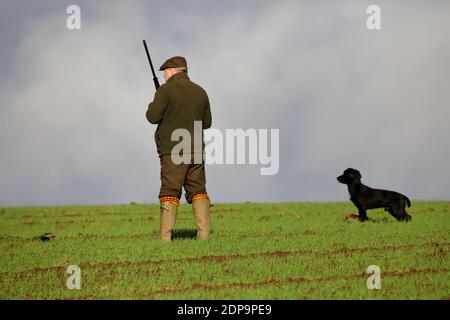 Un membre un coup de faisan avec son chien de canon Banque D'Images