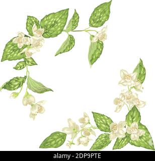 Éléments de décoration d'angle avec jasmin fleurs fleurissent des branches dans le réaliste illustration vectorielle graphique dans des couleurs vives Illustration de Vecteur