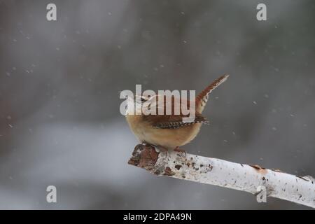 Carolina wren Thyothorus ludovicianus perching sur une branche dans un hiver tempête de neige Banque D'Images