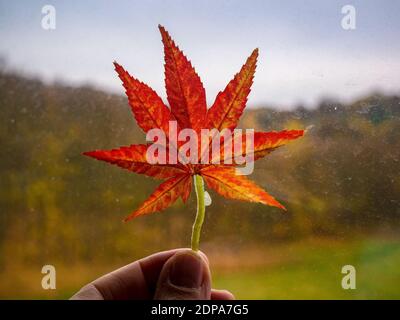 Feuille teintée d'automne tenue dans les doigts contre la fenêtre avec des gouttes de pluie flétries et des arbres d'automne flous Banque D'Images