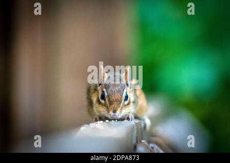 Chipmunk de l'est, Tamias striatus. Ontario, Canada Banque D'Images