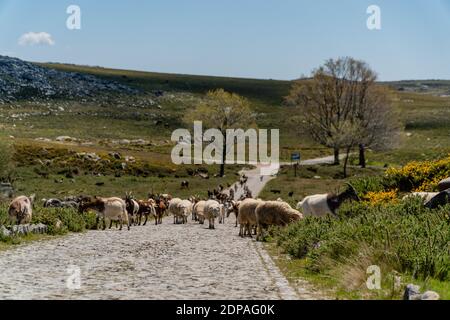 Un troupeau de chèvres et de moutons paître sur le pâturage Banque D'Images