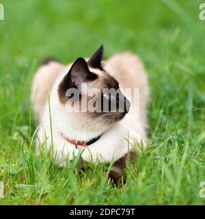 Le chat blanc est calmement assis dans la jeune herbe verte sur la pelouse. Banque D'Images