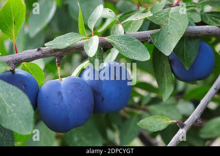 Prunes italiennes mûres bleues accrochées aux branches à l'automne Banque D'Images