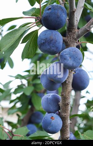 Prunes italiennes mûres bleues accrochées aux branches à l'automne Banque D'Images