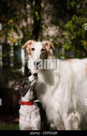 Chien mère et chiot de race russe canine borzoi sont debout dans la rue et le chiot regarde maman Banque D'Images