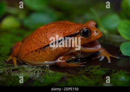 tropical, nature, sauvage, animal, macro, grenouille, exotique, faune, crapaud, faune, mignon, humide, animal de compagnie, fond, marron, petit, arbre, proche, biologie, rouge, mince Banque D'Images
