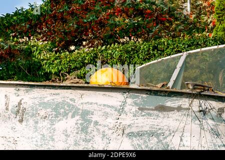 Les citrouilles ont grandi dans un vieux bateau abandonné Banque D'Images