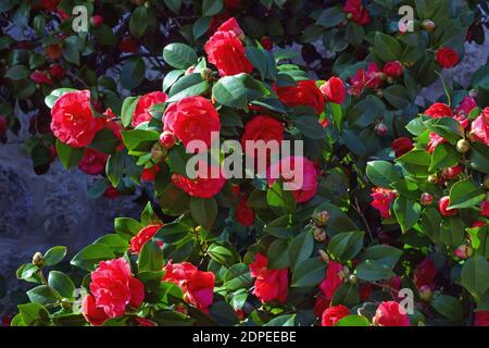 Magnifiques fleurs de camélia rouge le jour ensoleillé du printemps Banque D'Images