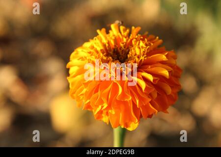 fleur jaune, fond naturel d'été, image floue, mise au point sélective Banque D'Images