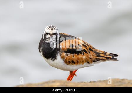 Un turnstone à la dérive debout sur un rocher sur le rivage Banque D'Images