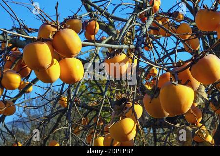 Fruit mûr de persimmon d'orange sur l'arbre de persimmon le jour ensoleillé Banque D'Images