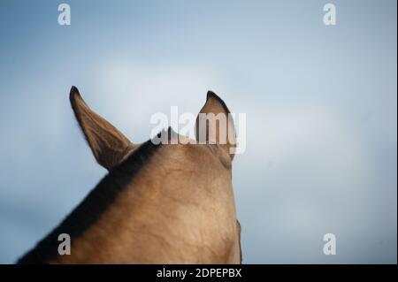 Oreilles de cheval, vue de dos contre le ciel bleu Banque D'Images