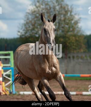 Portrait de cheval Akhal-teke en mouvement, en marche avant Banque D'Images