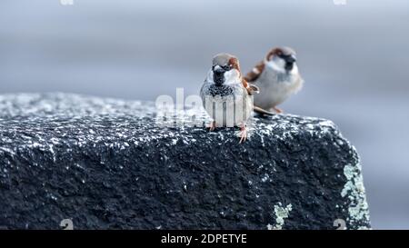 Sparrow sur la roche. Deux maisons de sexe masculin scindées en regardant curieusement la caméra en Suisse. Passer domesticus. Banque D'Images